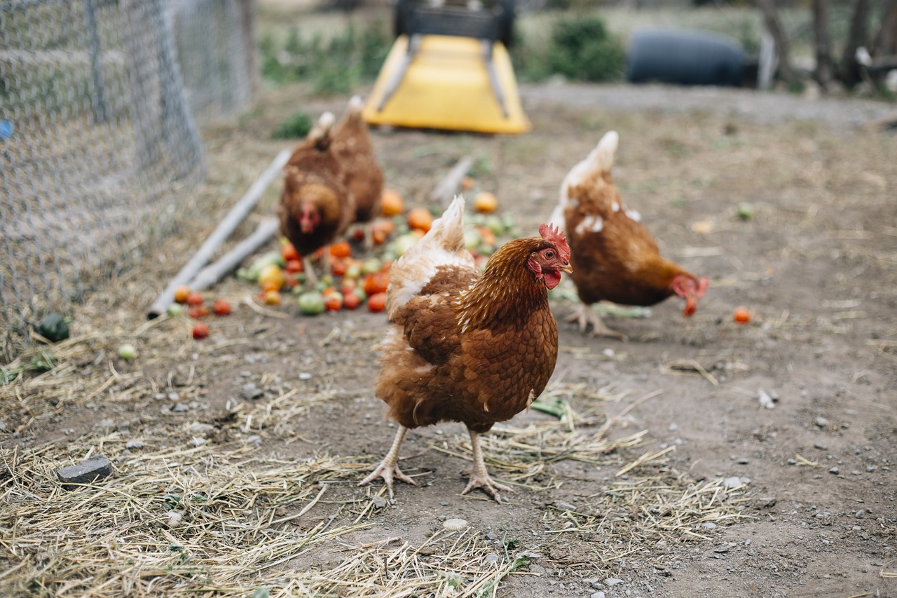 chicken  chickens  hen free photo