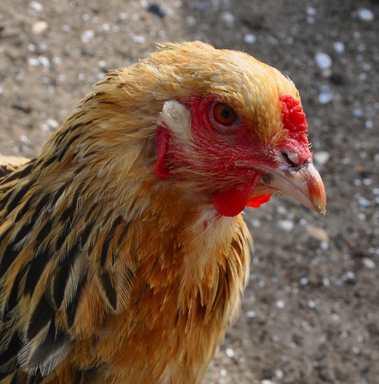 chicken bird head free photo