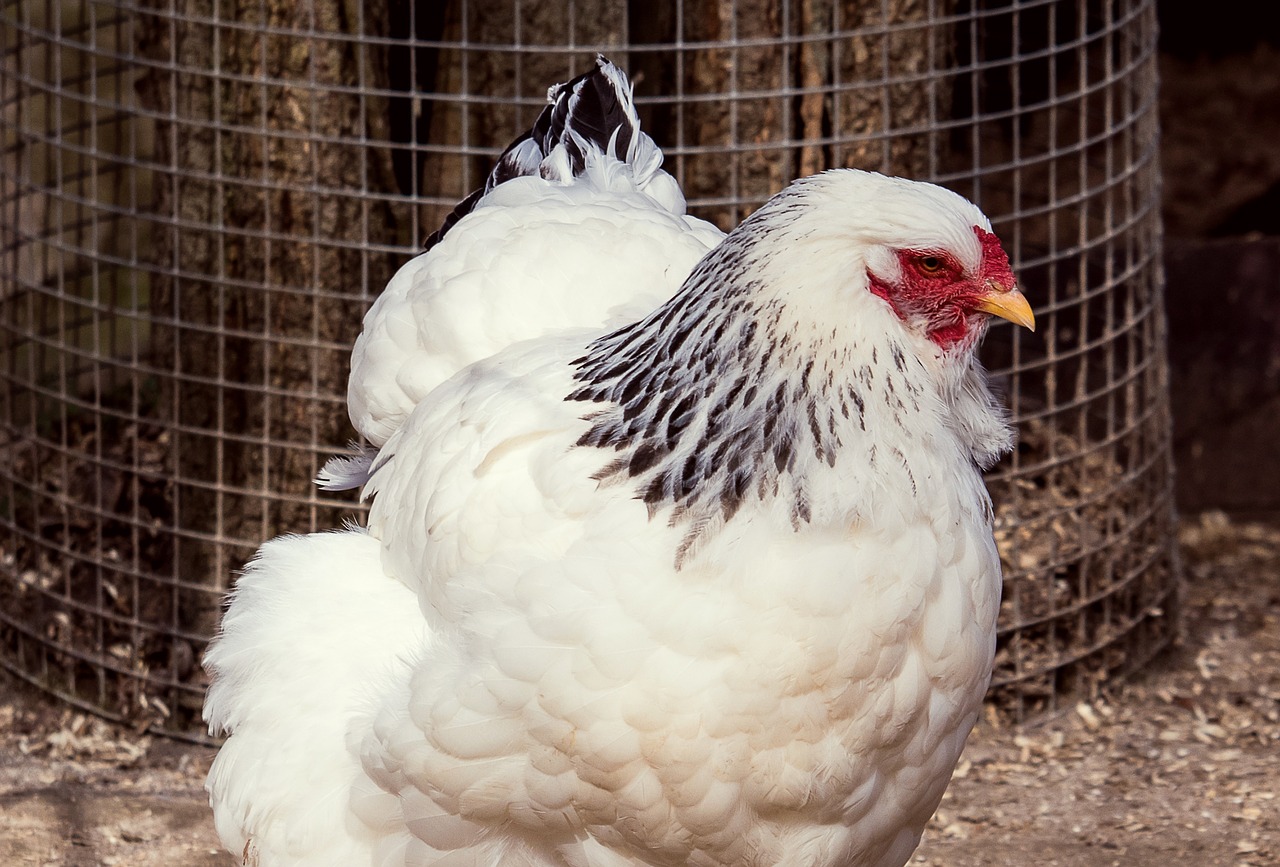 chicken  hen  bird free photo