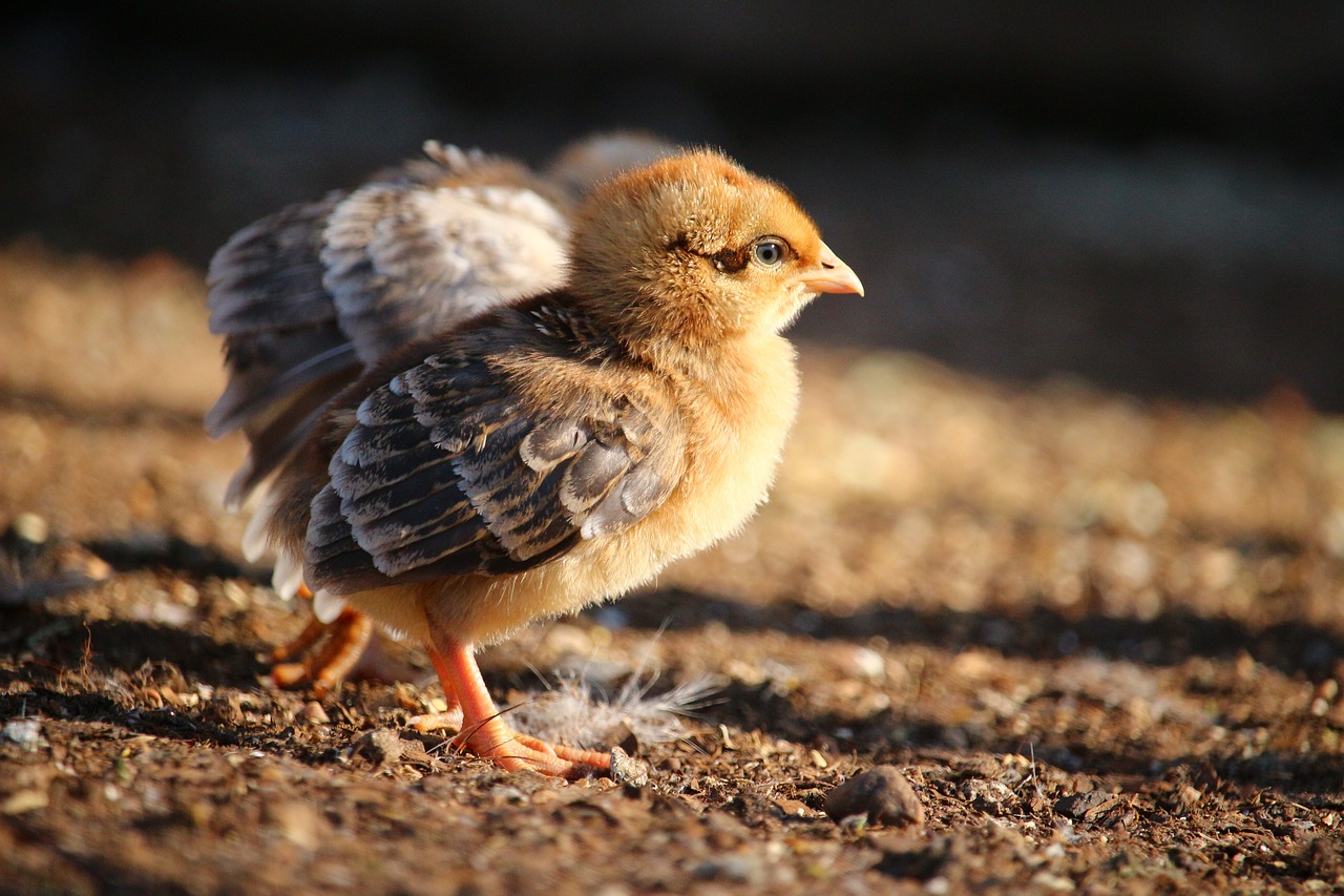 chicken  chicks  bird free photo