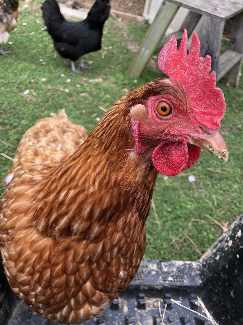 chicken  chick  poultry free photo