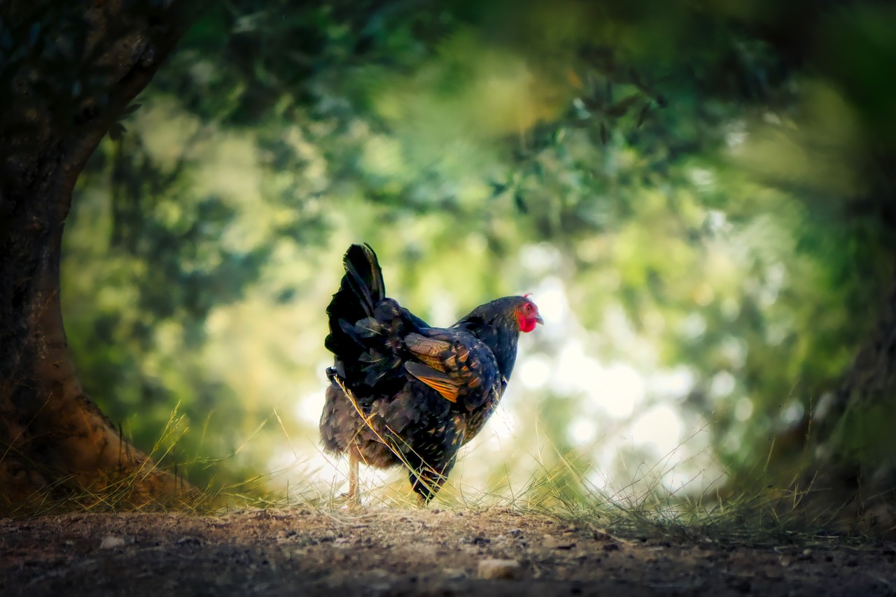 chicken  crete  animal free photo