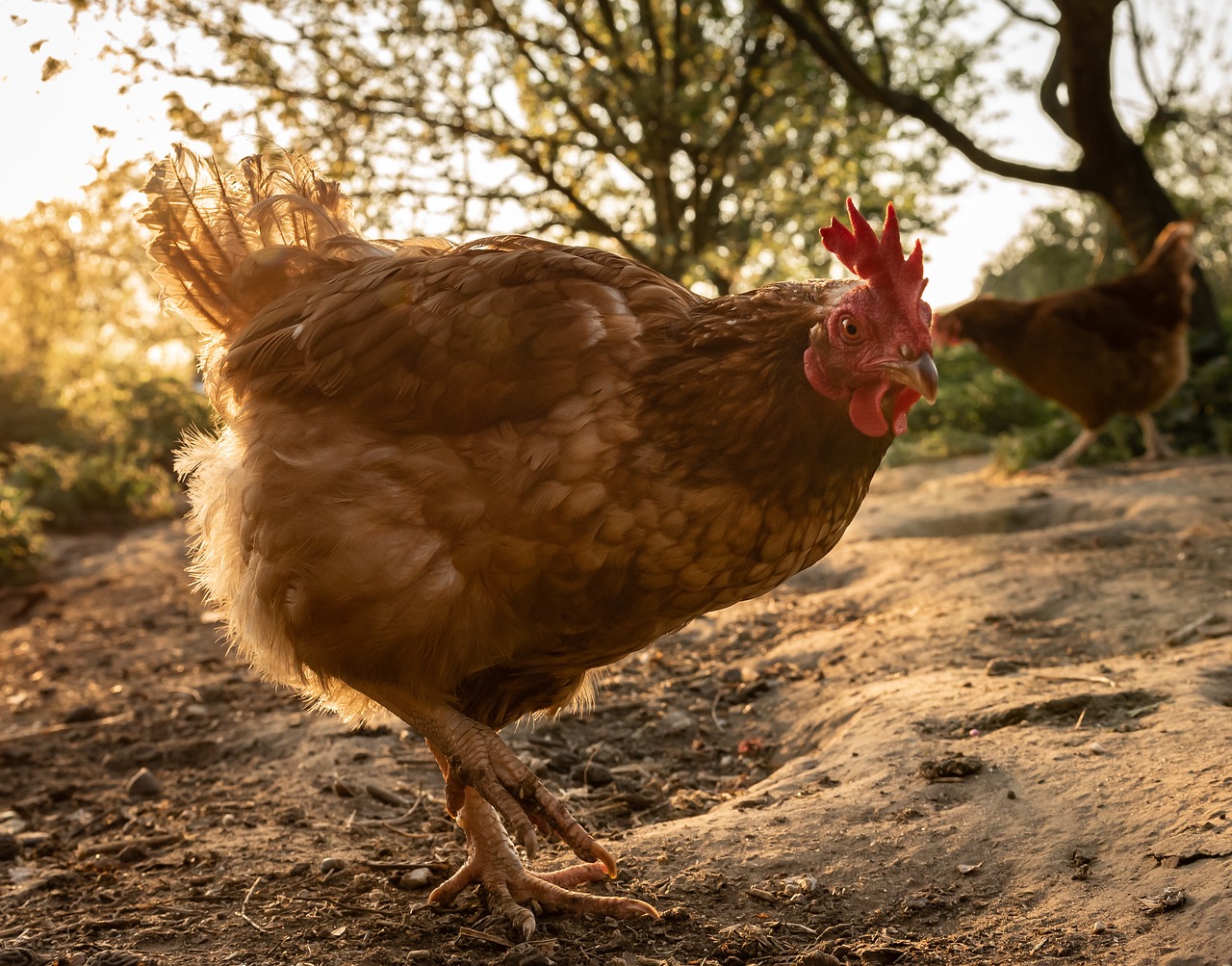 chicken  hen  poultry free photo