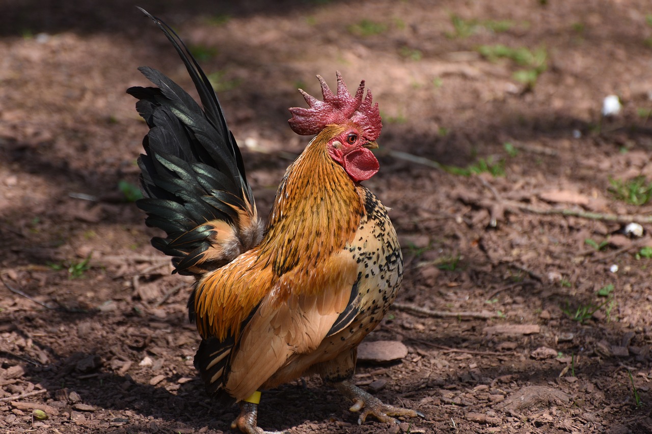 chicken  hen  animal free photo