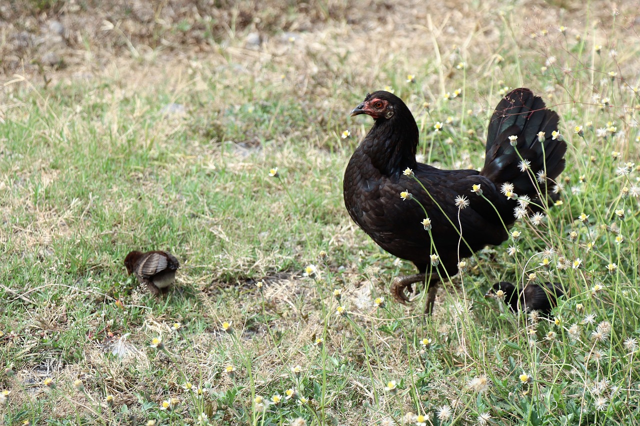 chicken  chickens  young free photo