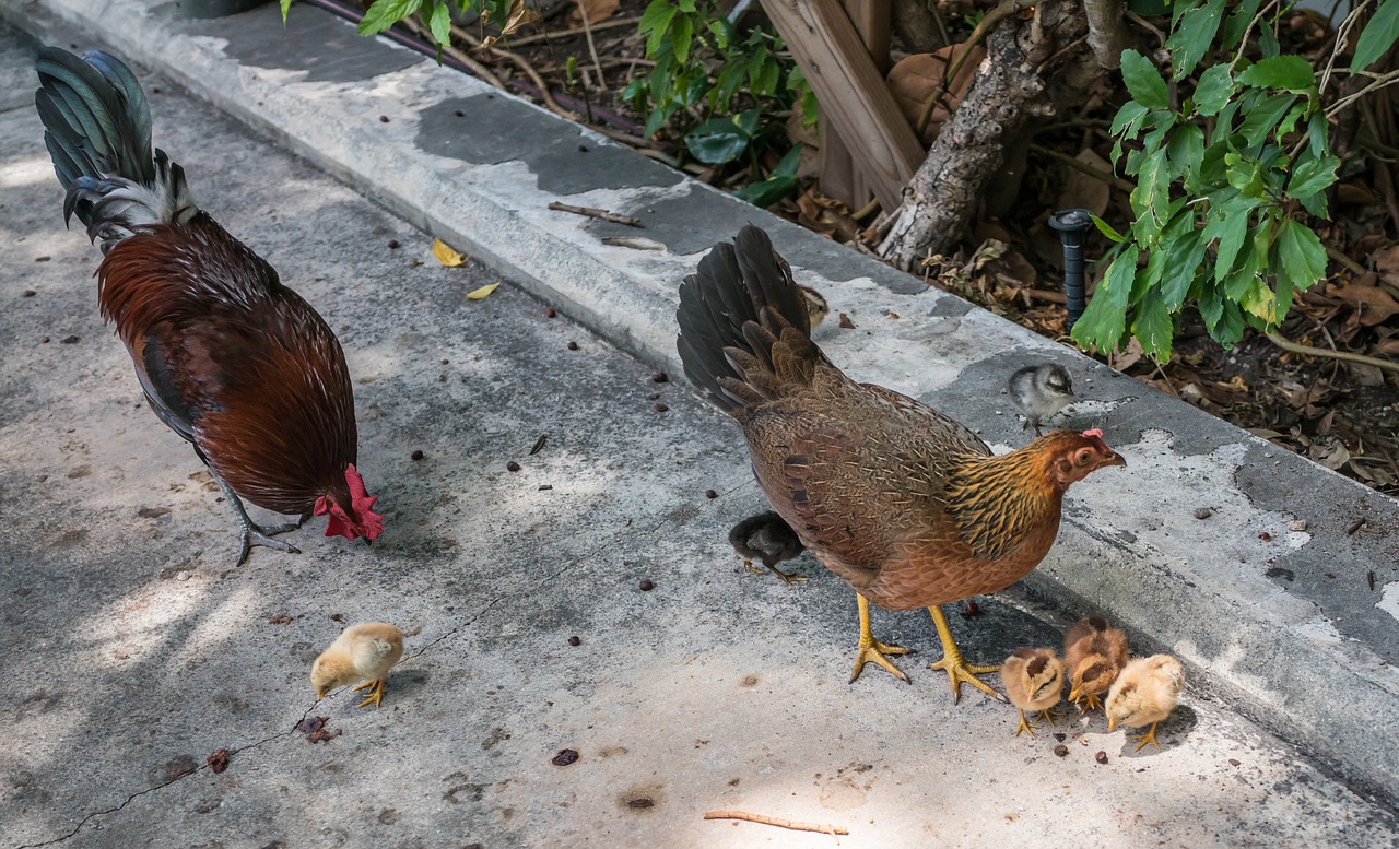 chicken  rooster  chicks free photo