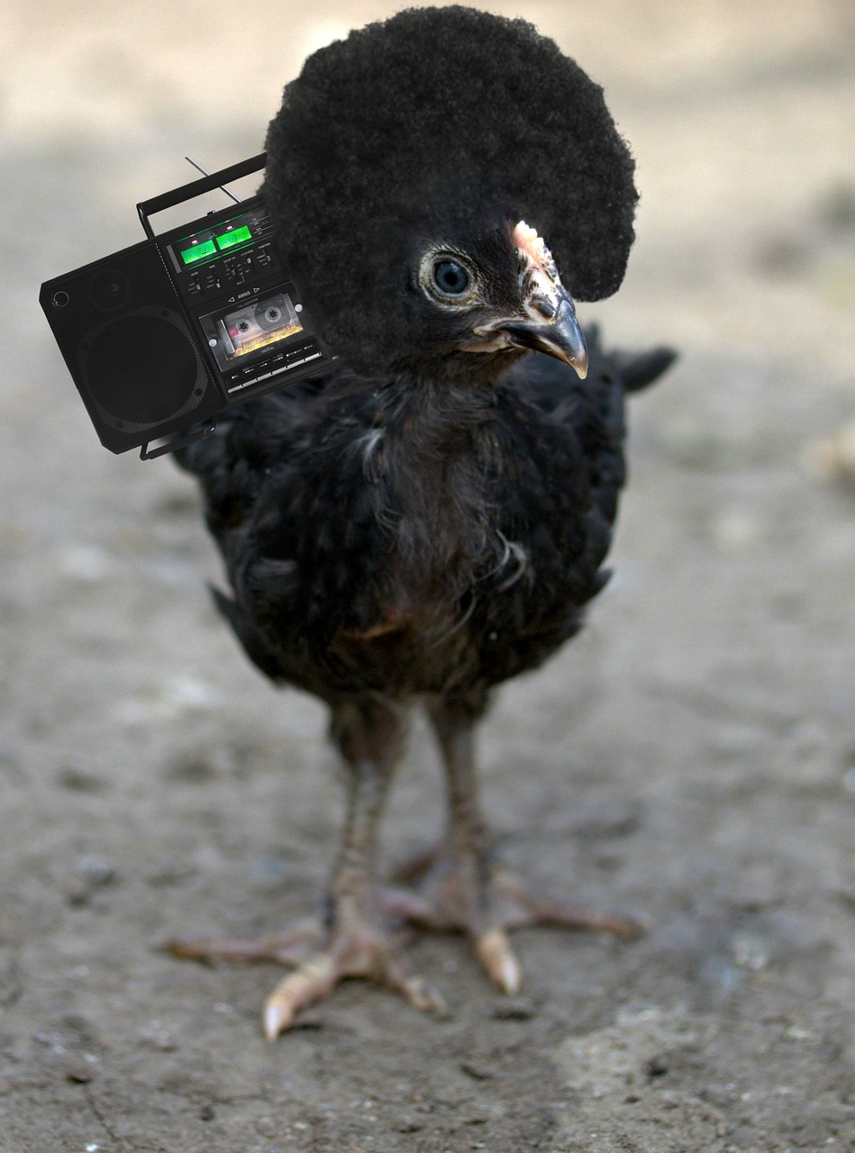 chicken  african  cassette free photo