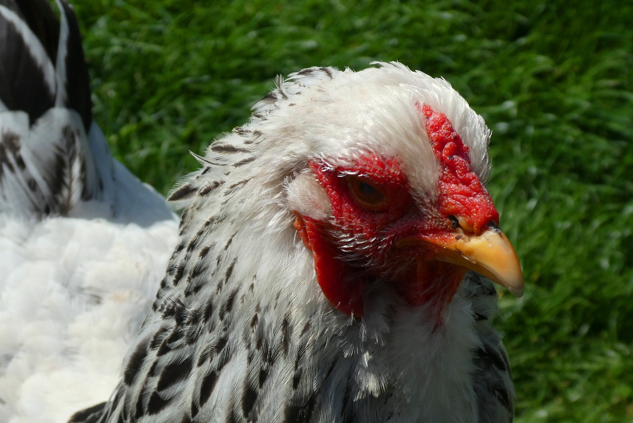 chicken  feathers  poultry free photo