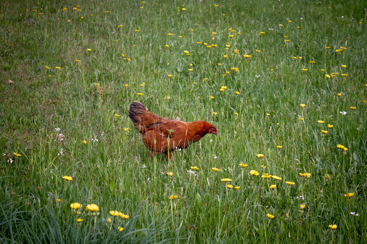 chicken  meadow  flowers free photo