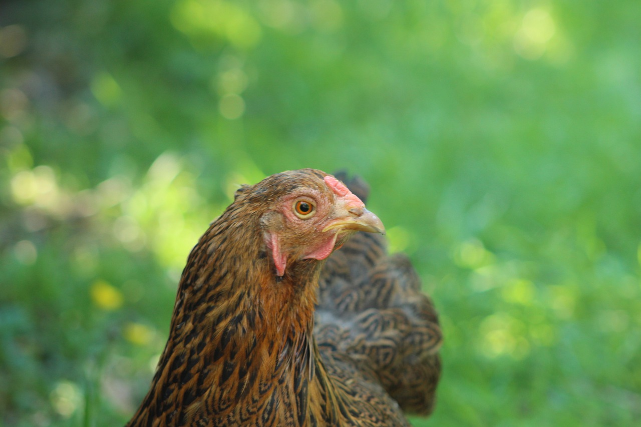 chicken  nature  animal free photo