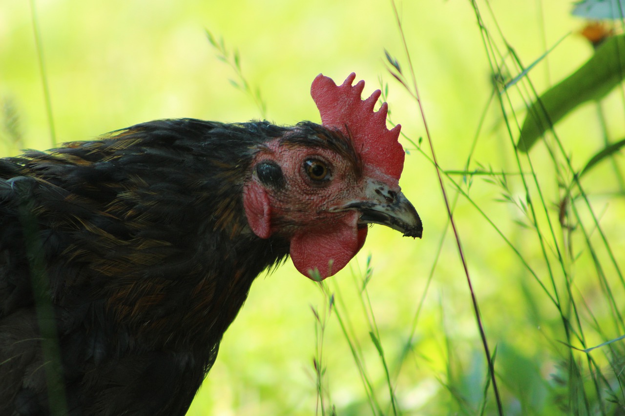 chicken  nature  animal free photo