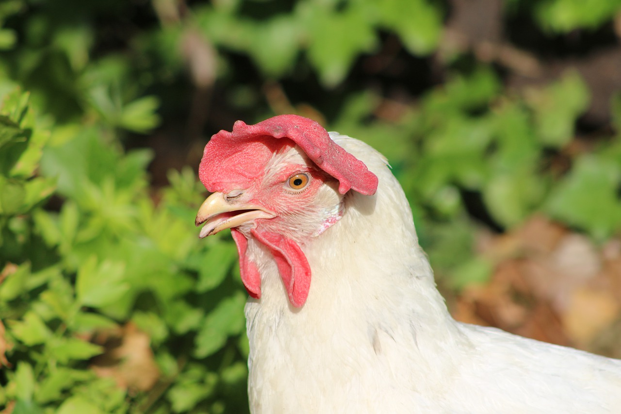 chicken  hen  poultry free photo