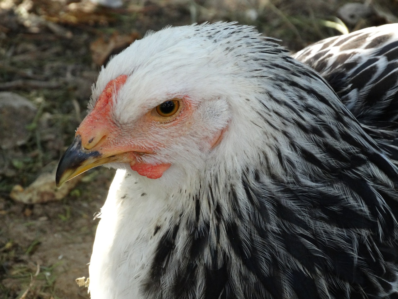 chicken head nature free photo