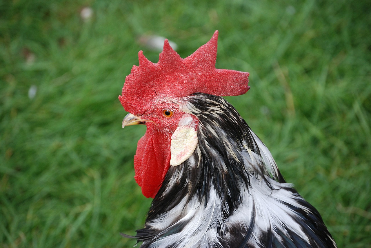 chicken rooster cockerel free photo