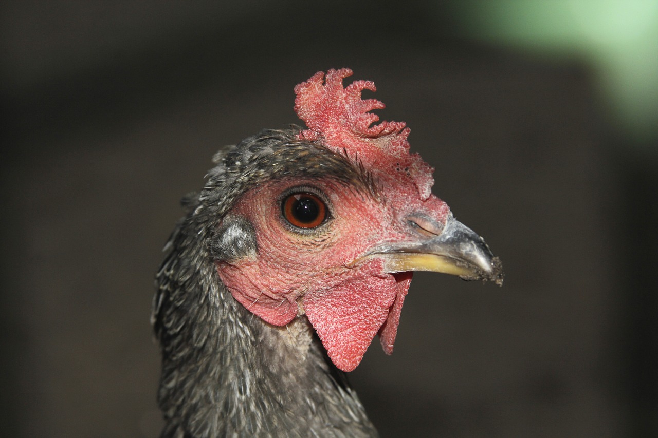 chicken hahn portrait free photo