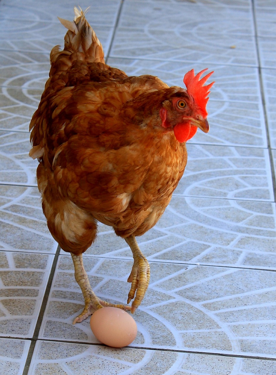 chicken egg animal free photo