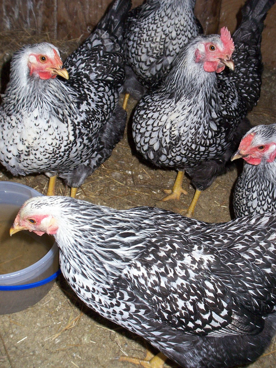 chicken hen farm free photo