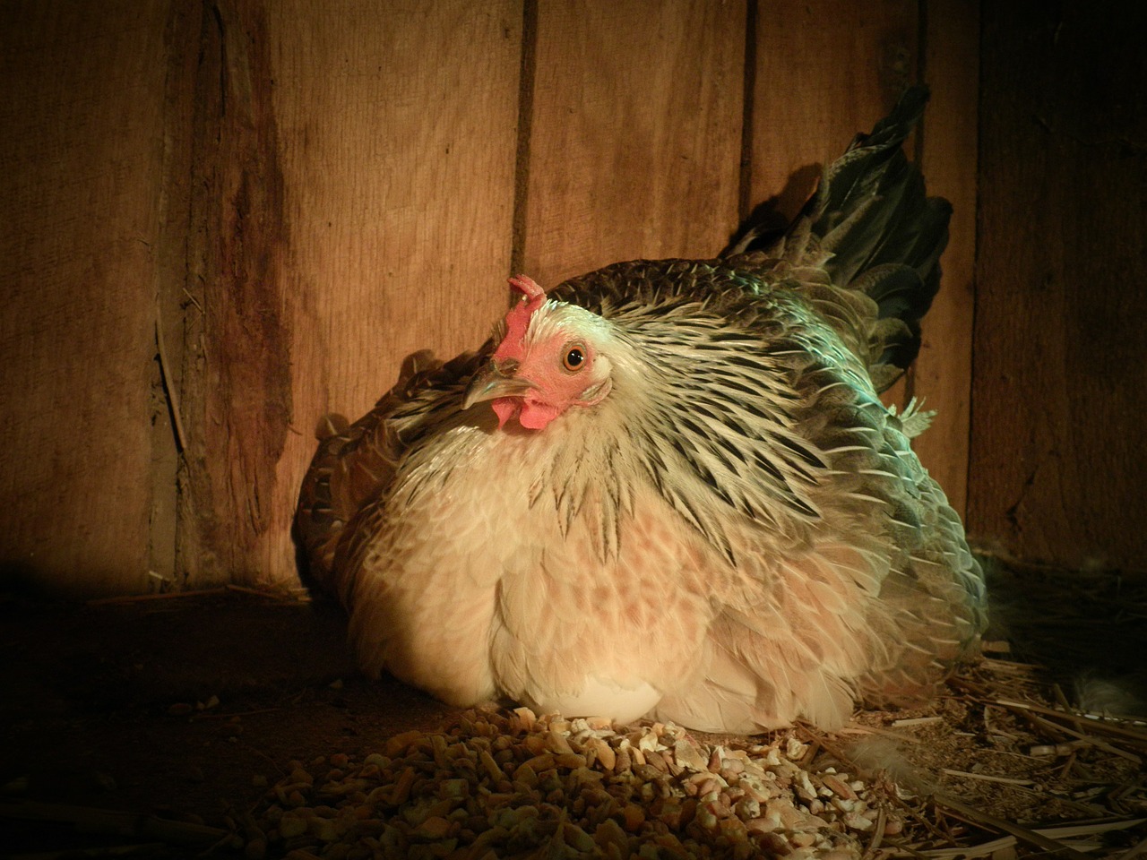 chicken farming hen free photo