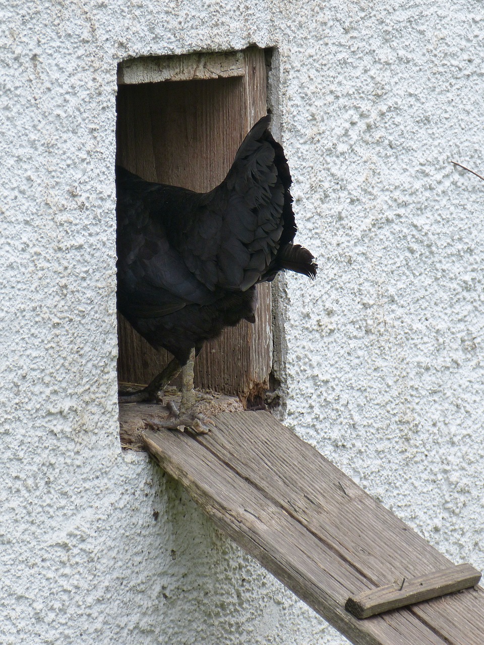 chicken chicken coop chicken steps free photo