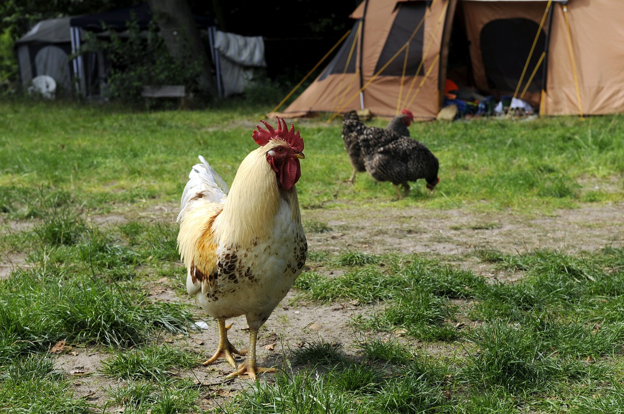 chicken hahn campground free photo