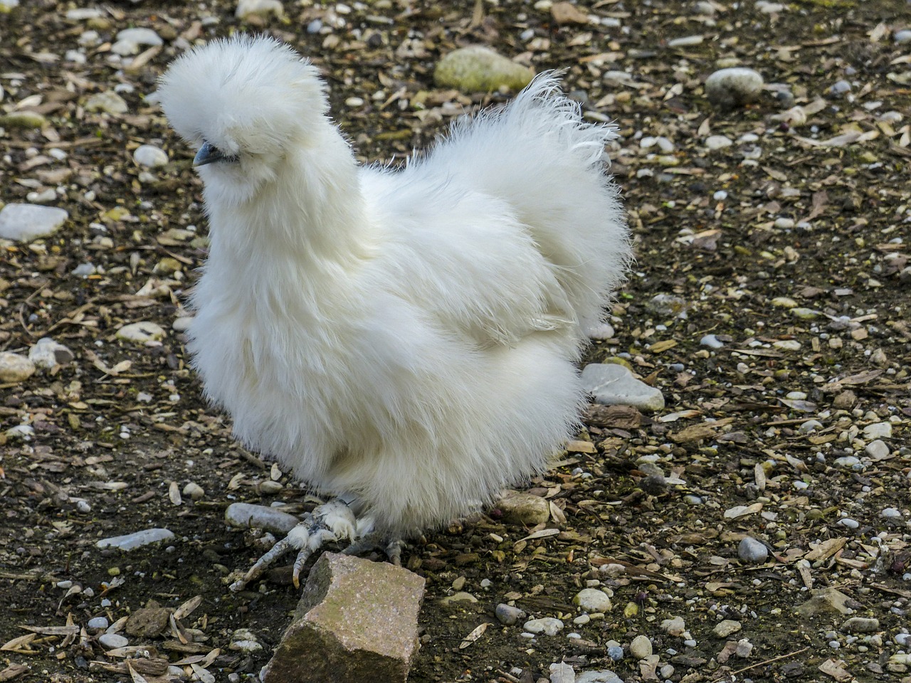 chicken fluffy downs free photo