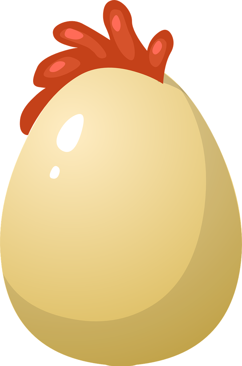 chicken egg hen free photo