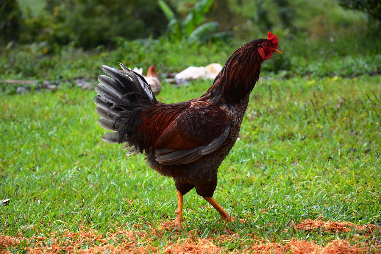 chicken animal hen free photo