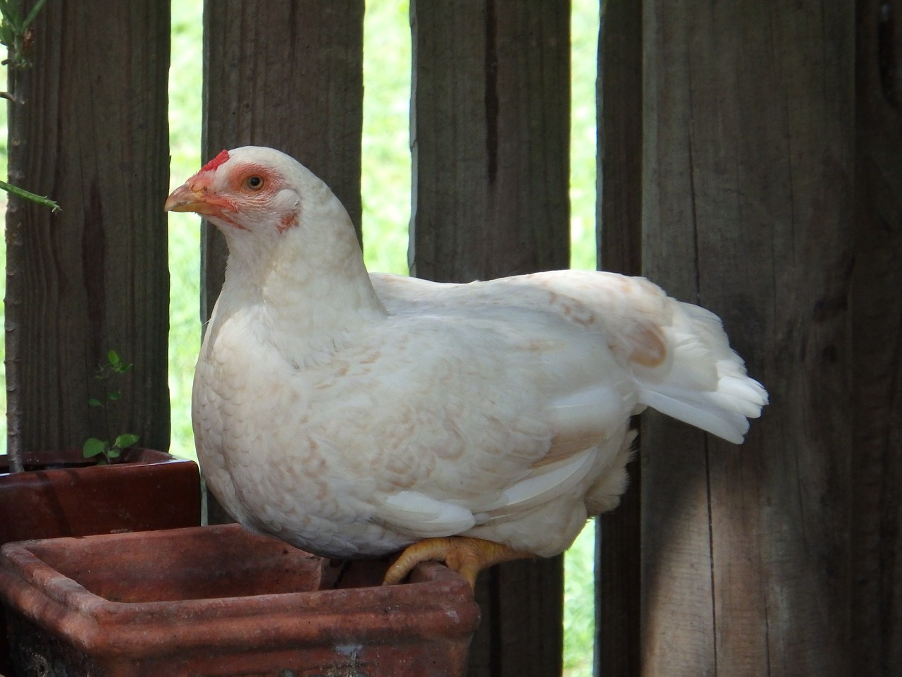 chicken hen chook free photo