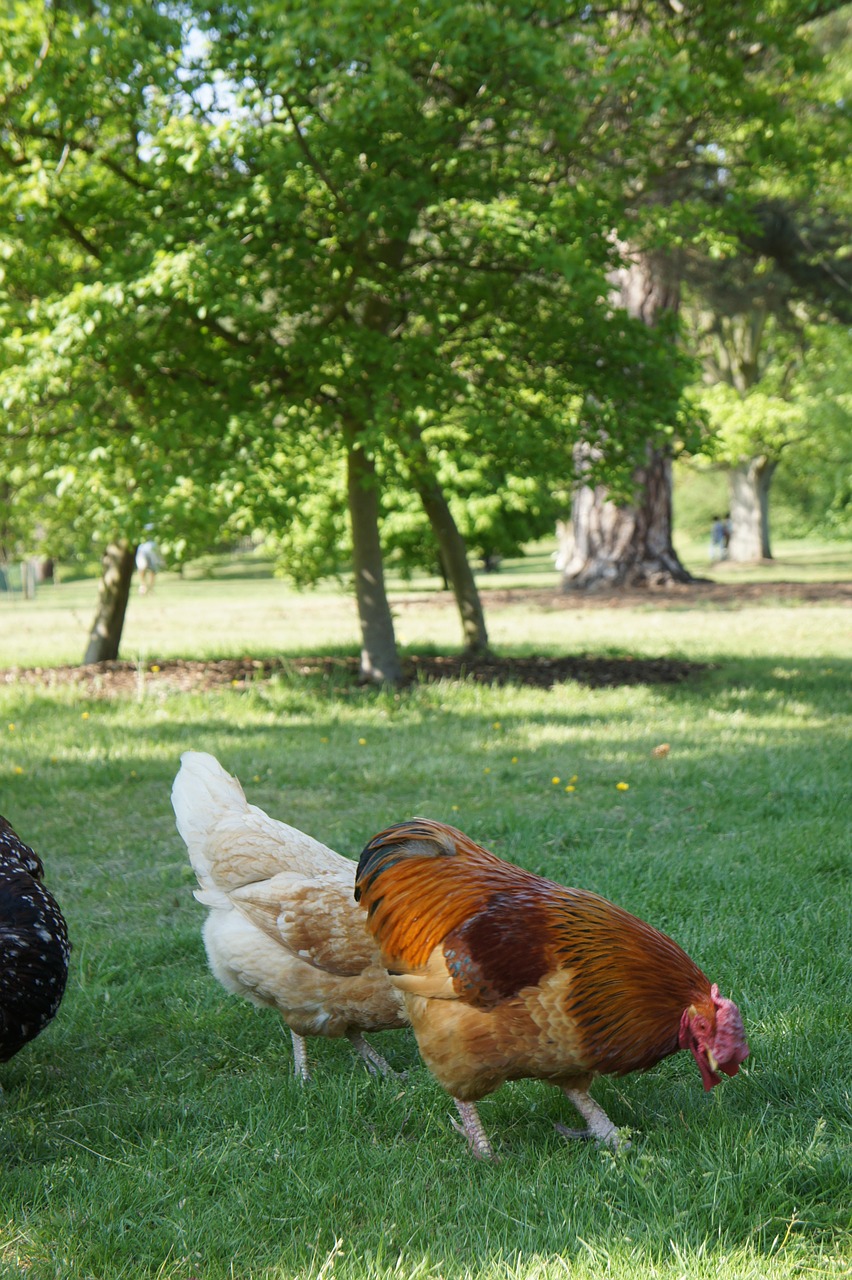 chicken hen poultry free photo