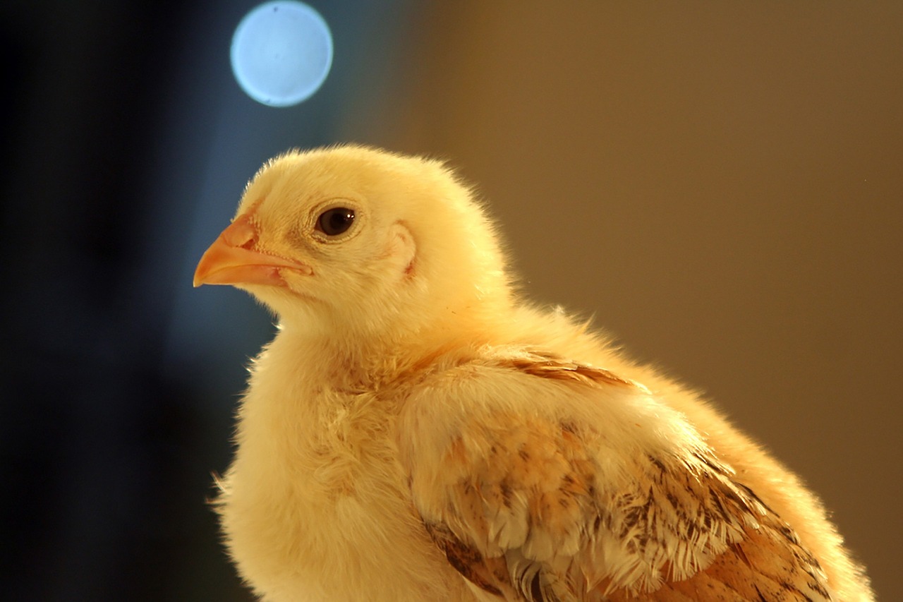 chicken pet feather free photo