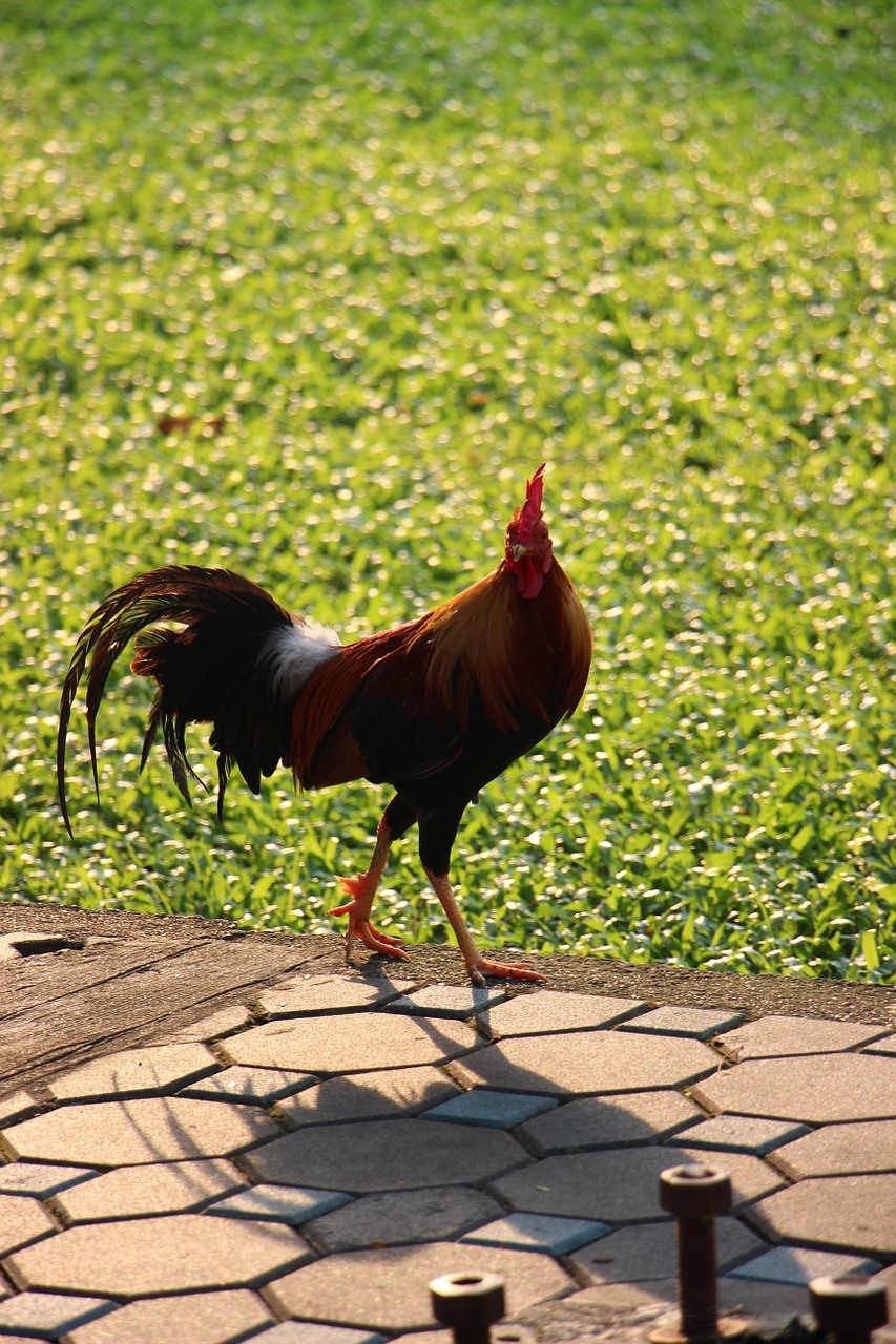 chicken the animals in the country birds free photo
