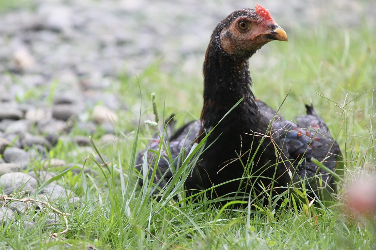 chicken hen grass free photo