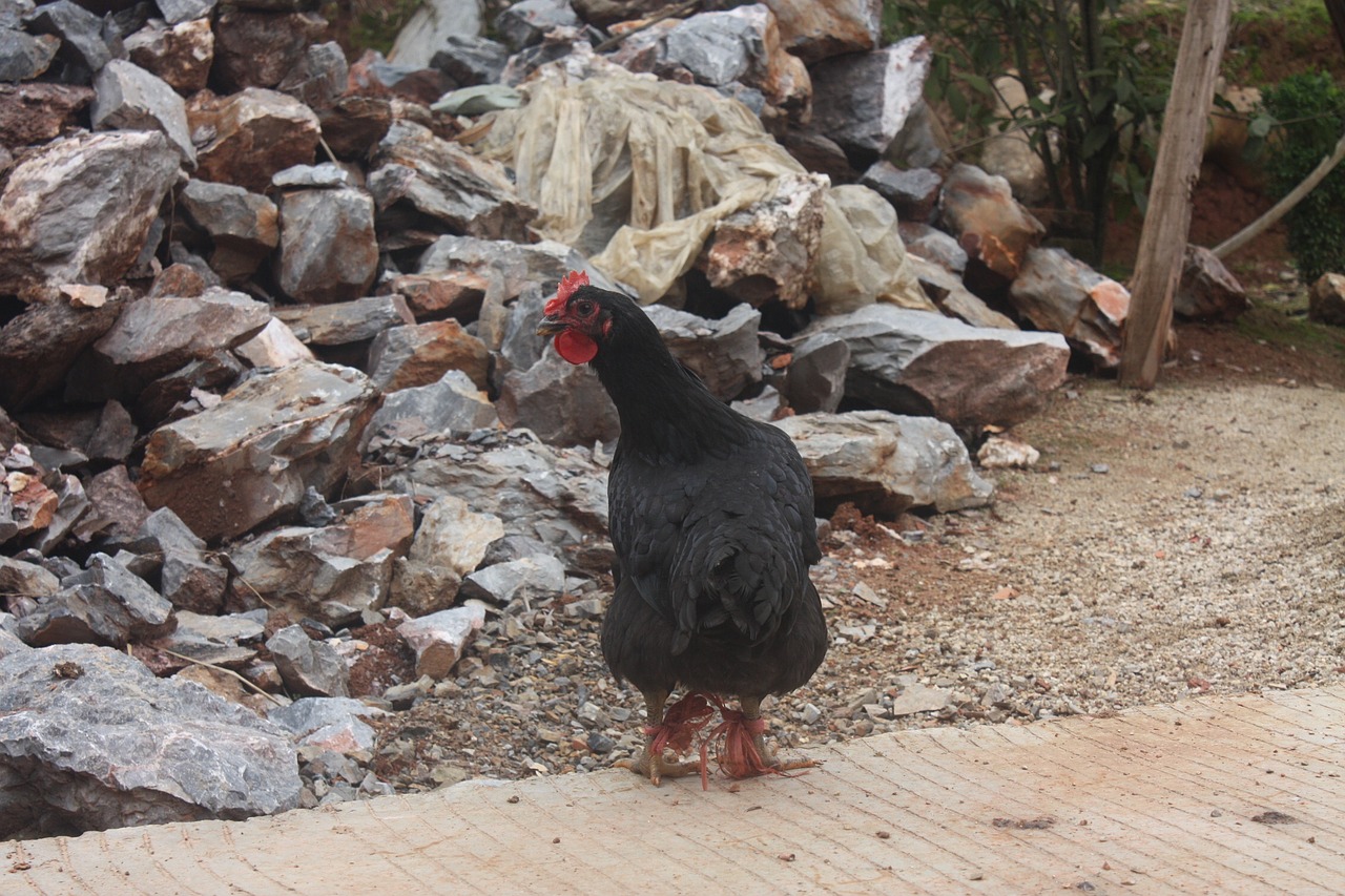 chicken hen stone free photo