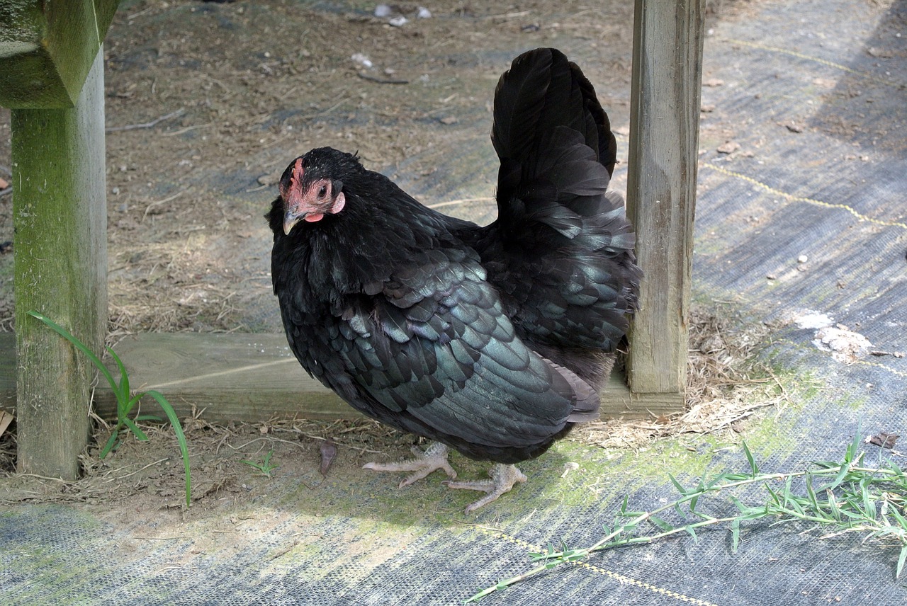 chicken black bird free photo