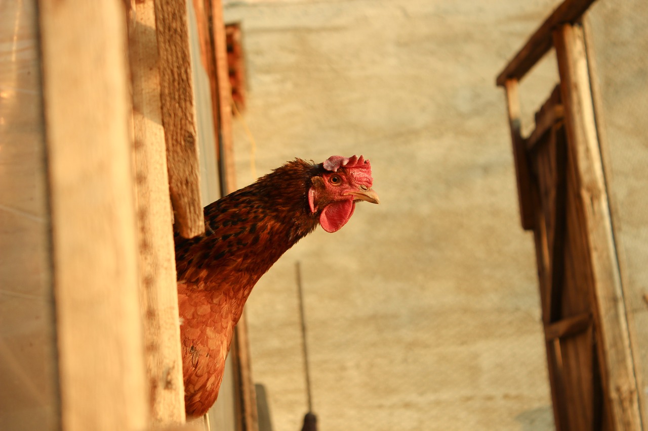 chicken country farm free photo