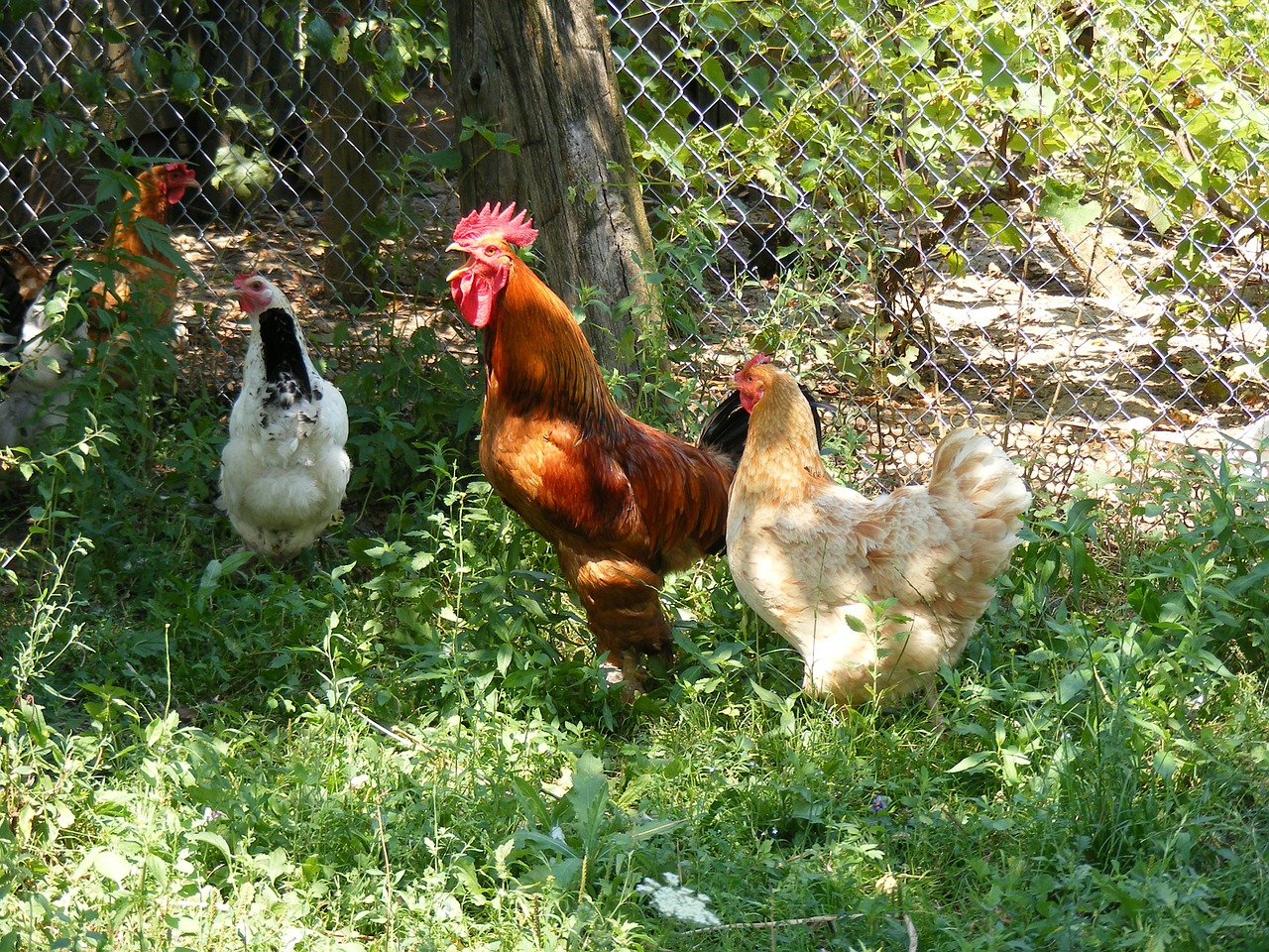 chicken chickens farm free photo