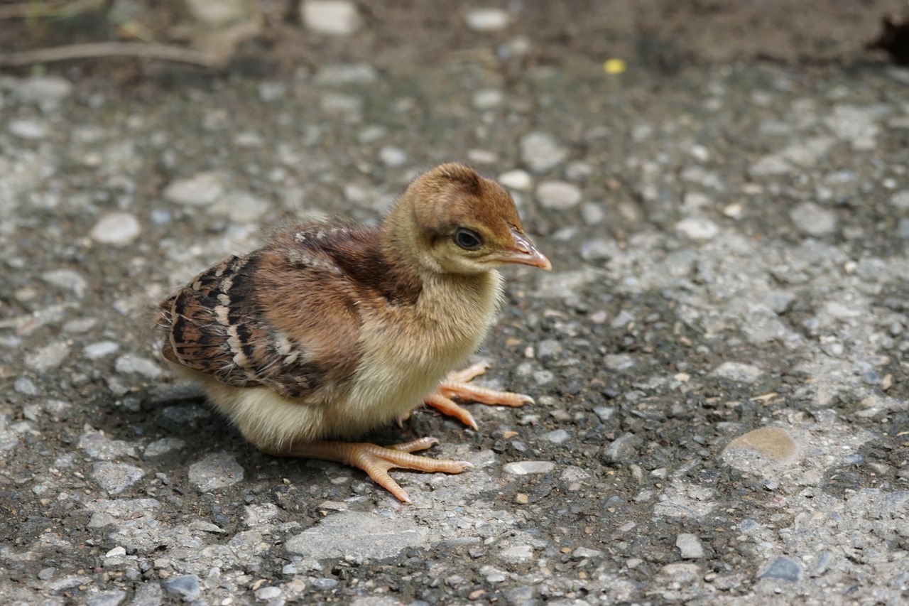 chicks peacock cute free photo