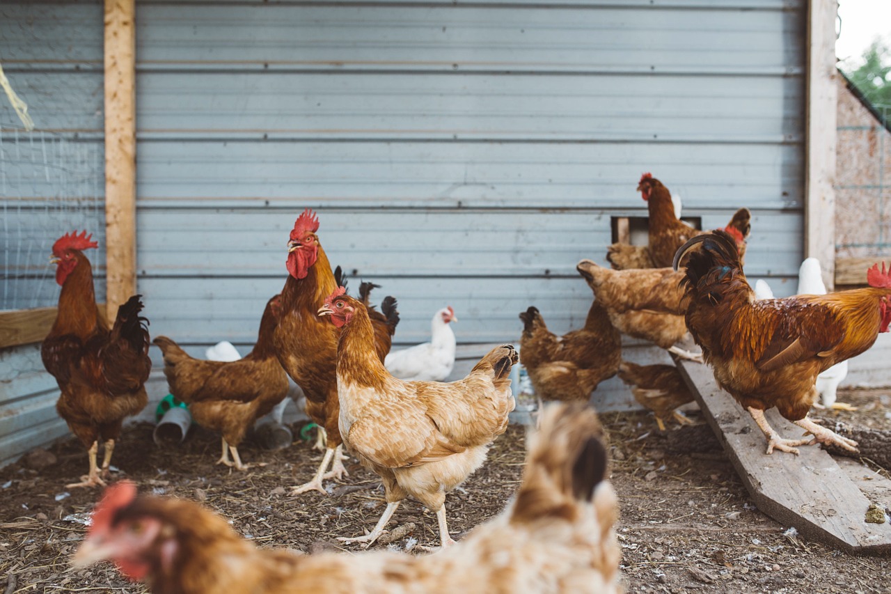 chicken coop poultry free photo