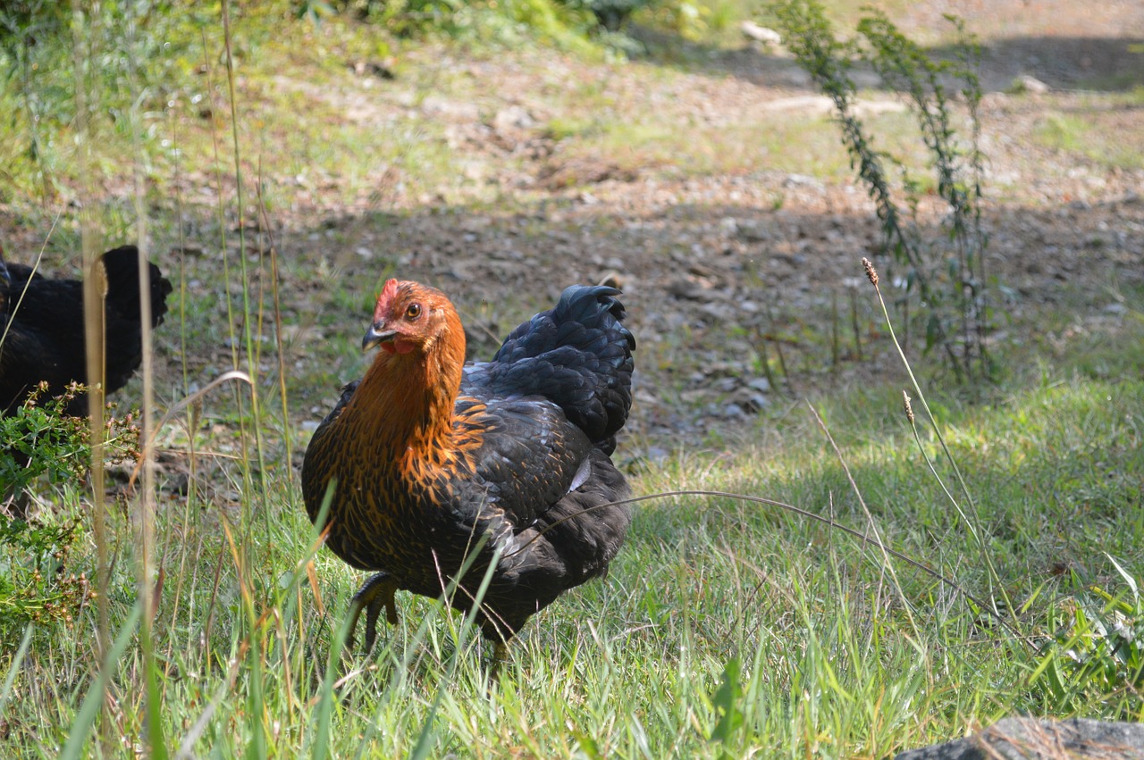 chicken walk chicken farm free photo