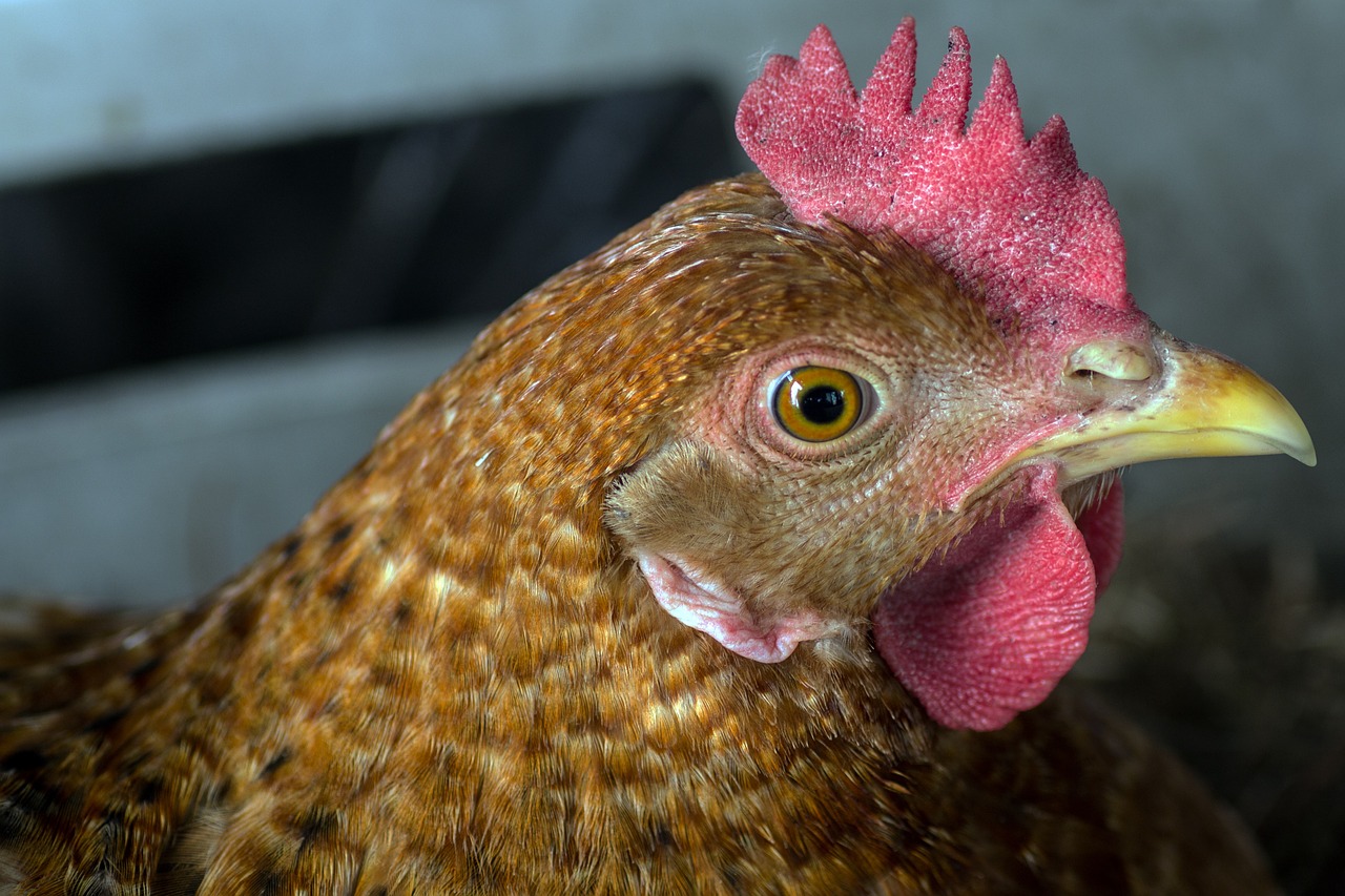 chicken head portrait free photo