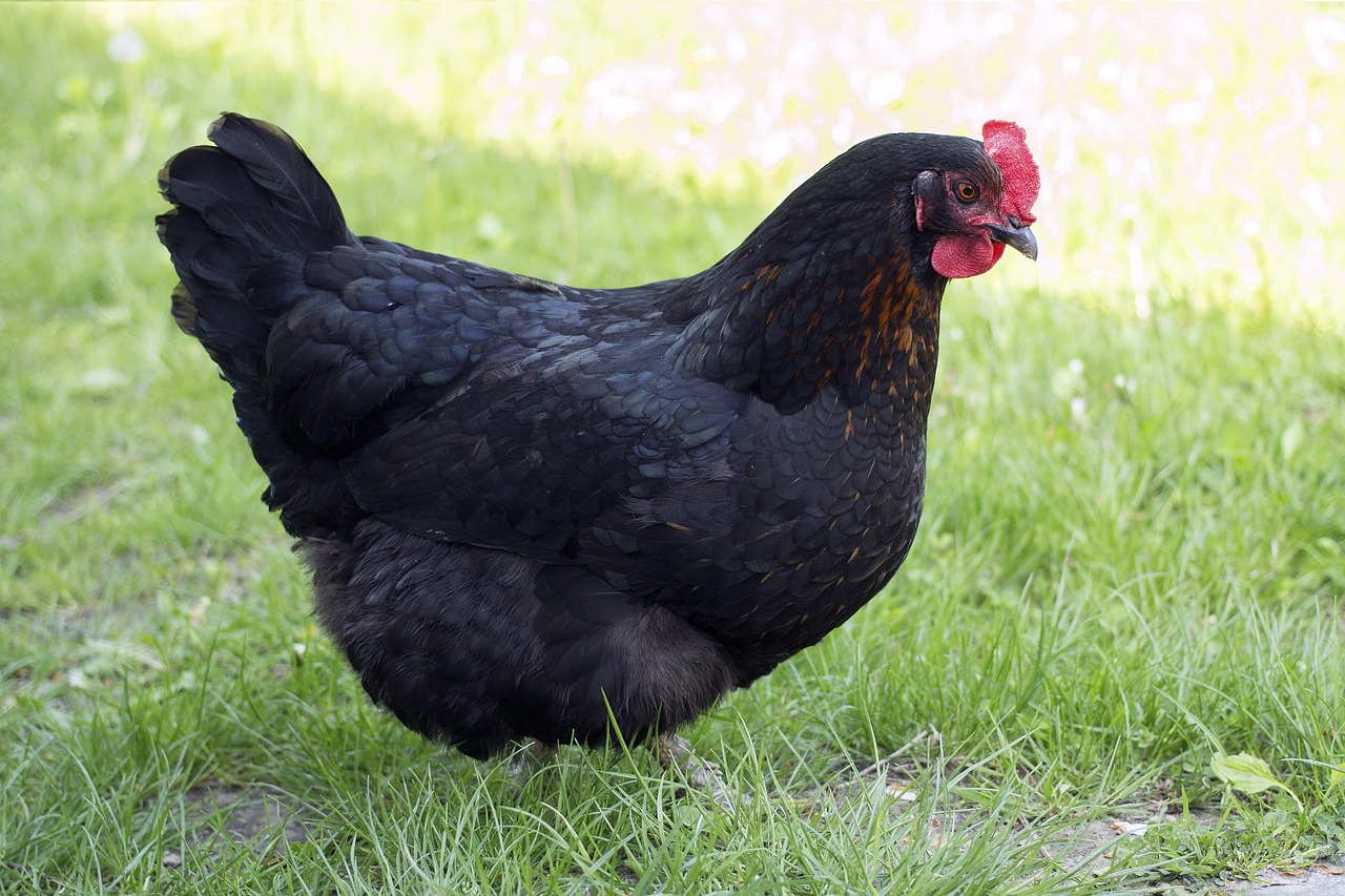 chicken black prejudices free photo