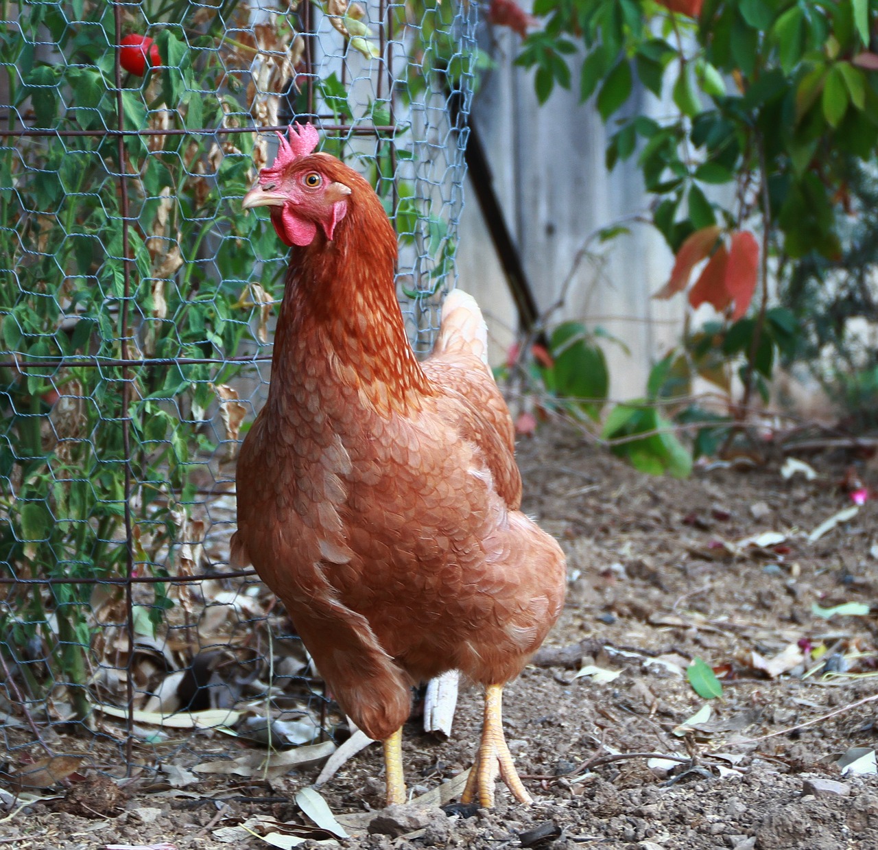 chicken bird fowl free photo