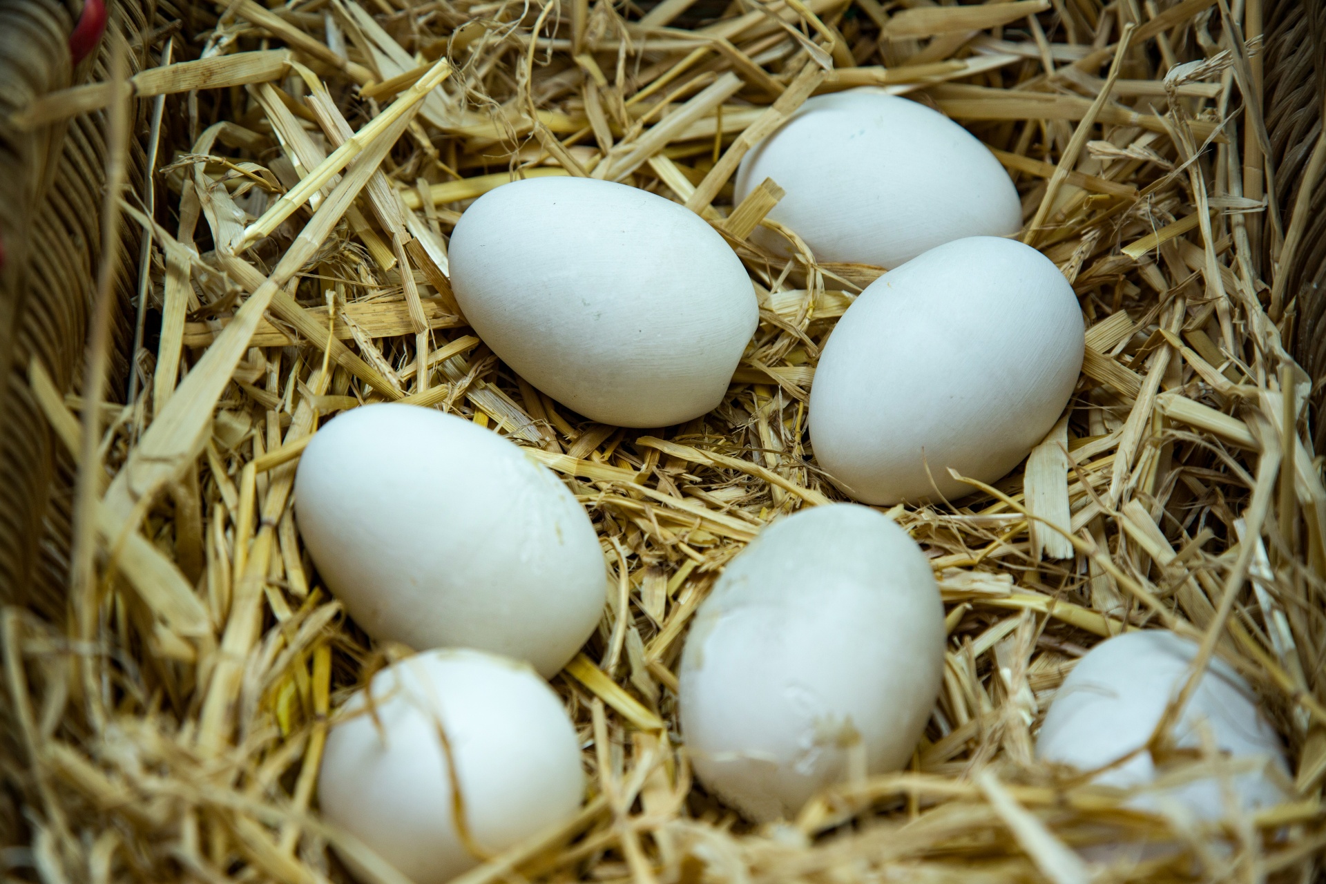 Куриные яйца в гнезде
