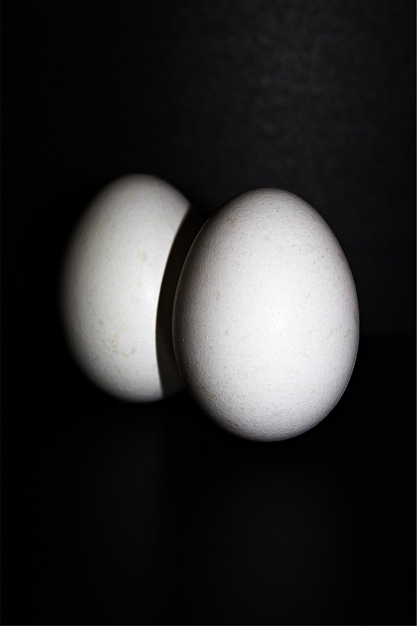chicken eggs egg hen's egg free photo