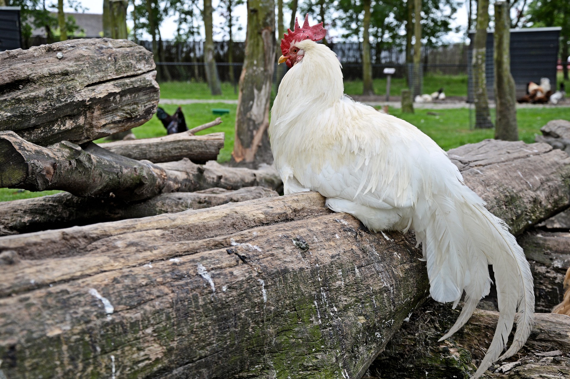 poultry feather farm free photo