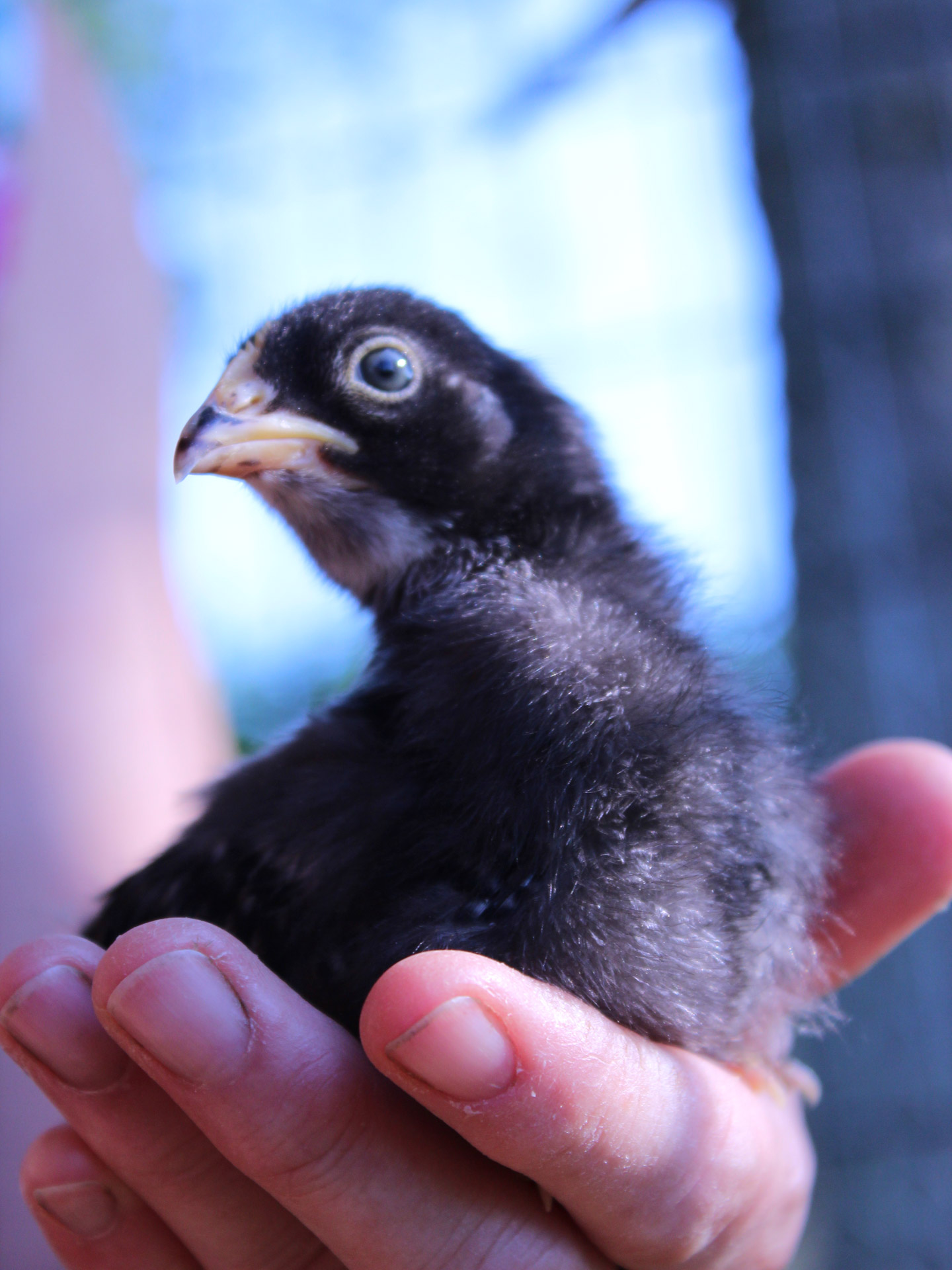 chick baby bird free photo