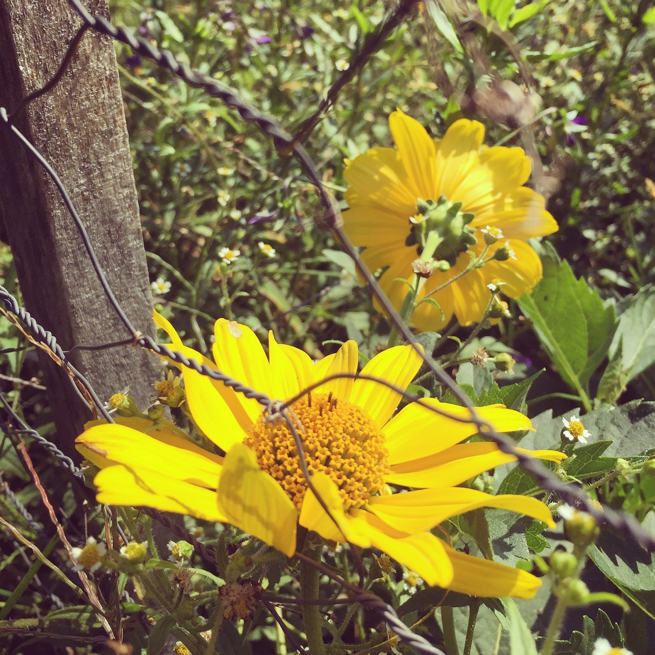 chicken wire yellow flower free photo