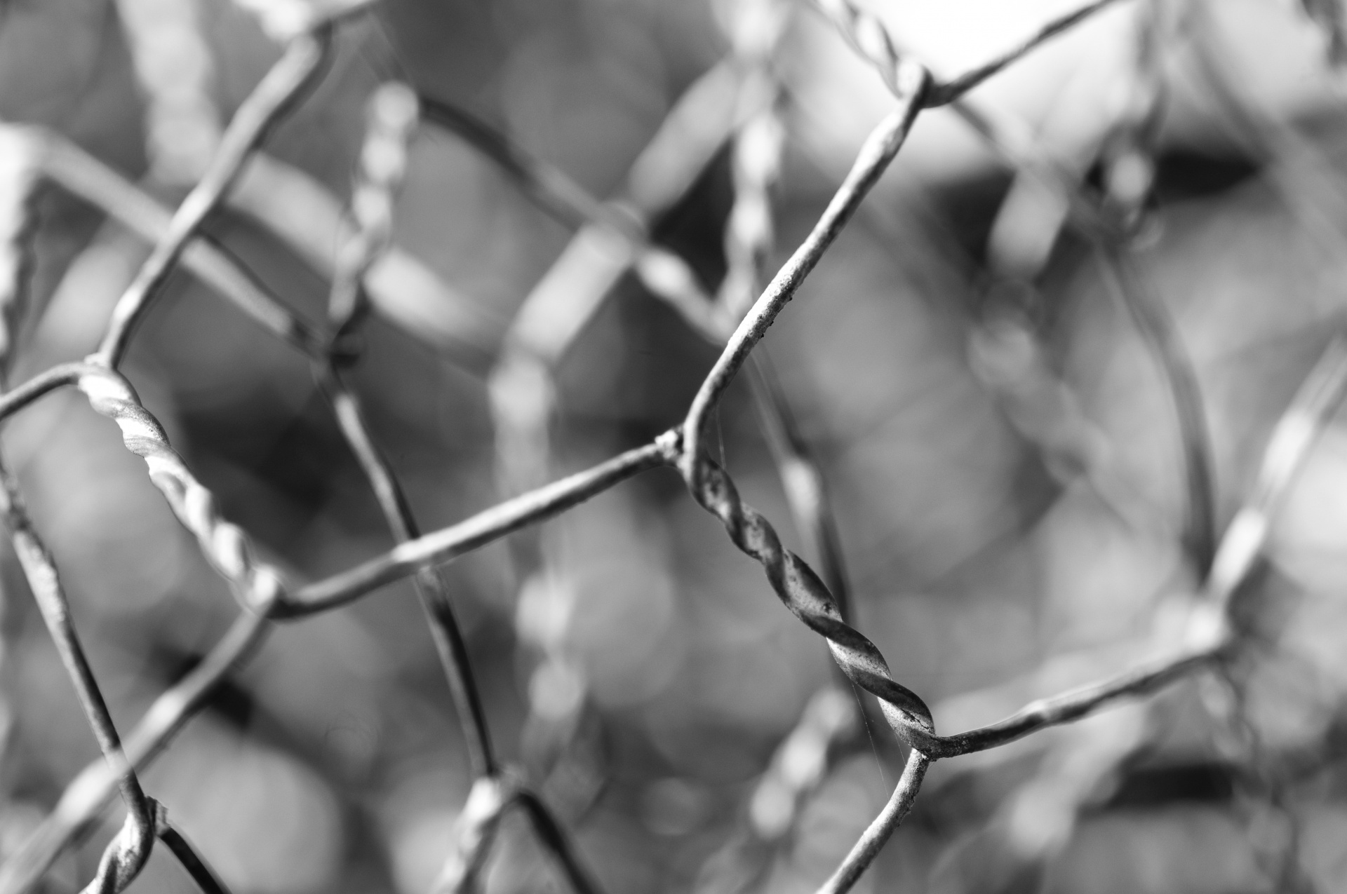 abstract chicken wire free photo