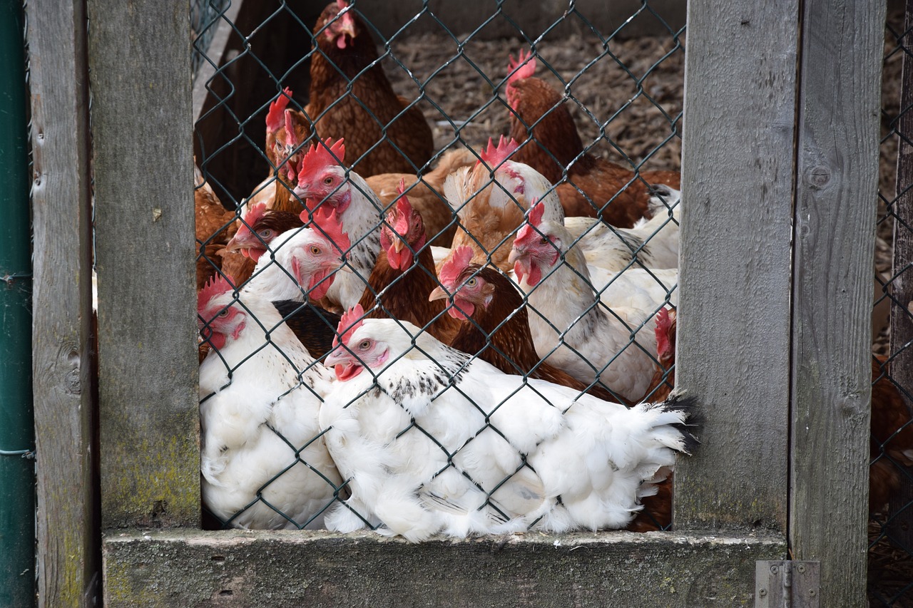 chickens chicken coop grid free photo