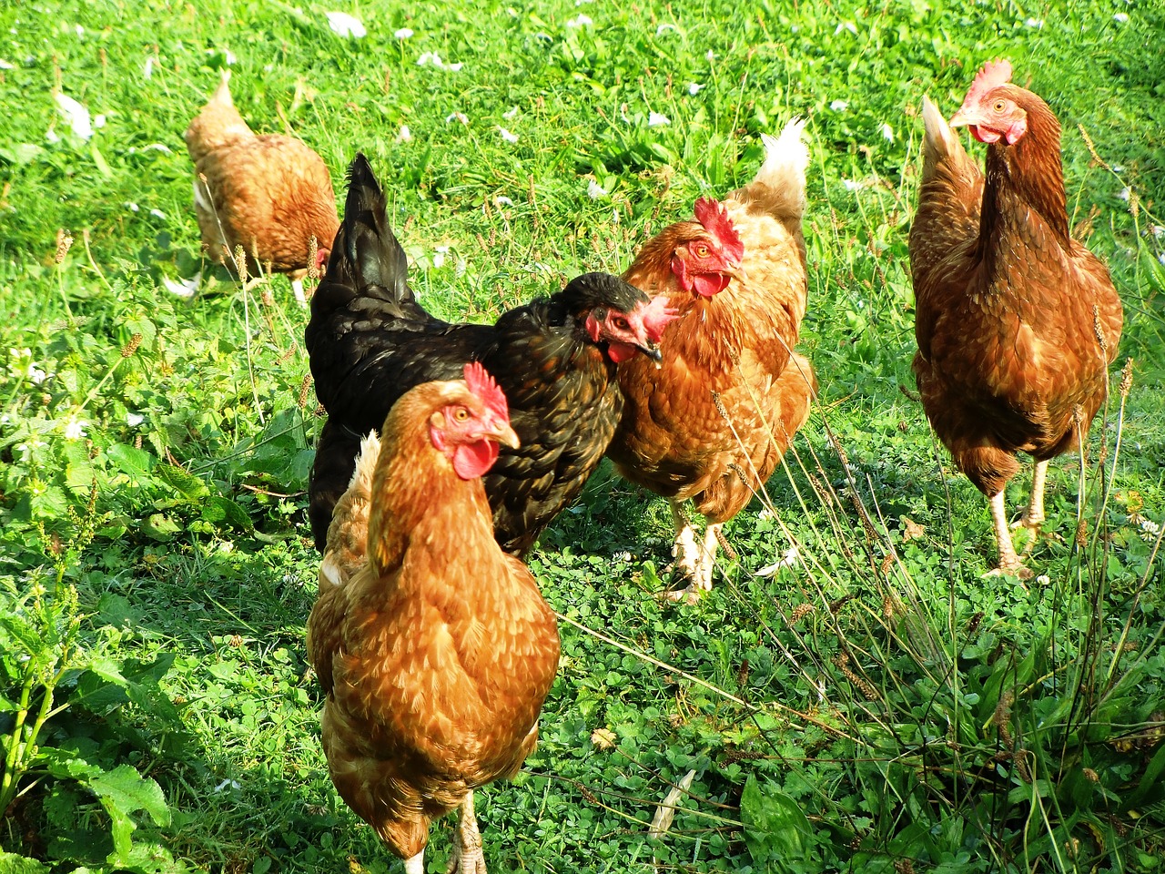 chickens poultry agriculture free photo